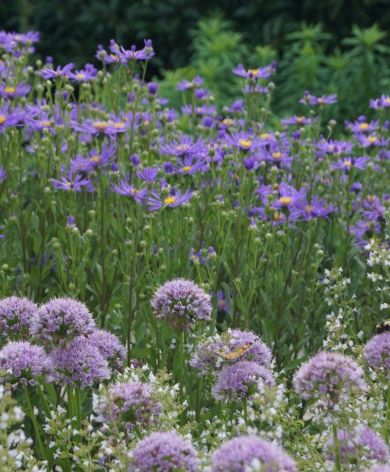 Vijvertuin met kleurrijke borders