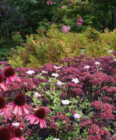 Vijvertuin met kleurrijke borders