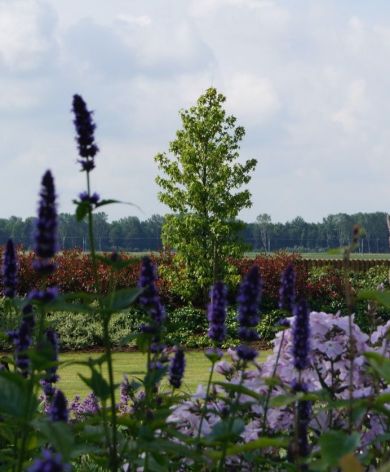 Landelijke boerderijtuin